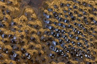 Frogspawn from the water frog