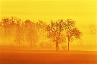 Meadows and trees in early fog