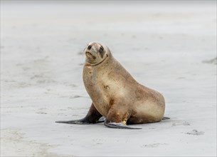 New Zealand sea lion
