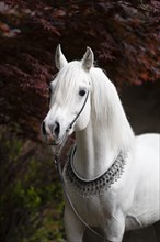 Thoroughbred Arabian grey stallion with halter