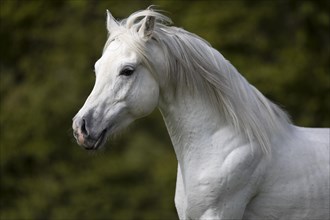 Thoroughbred Arabian grey stallion