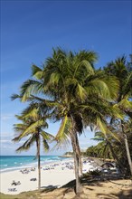 Beach and Coconut palms