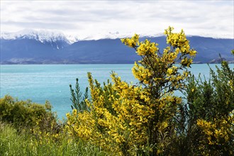 Yellow broom bushes in front of General Carrera Lake