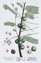 Indian gooseberry or amlas tree