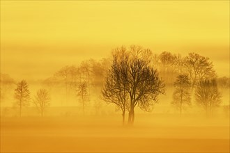 Meadows and trees in early fog