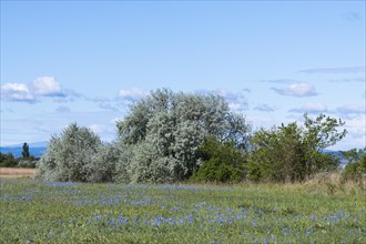 Typical vegetation in spring with flowering meadows