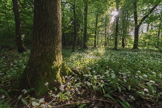 Mixed deciduous forest in spring