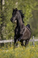 Thoroughbred Arabian black stallion in spring on the pasture