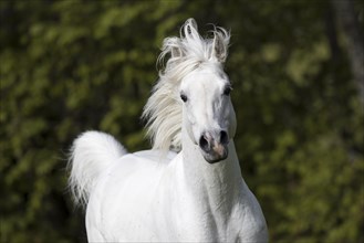 Thoroughbred Arabian grey stallion portrait