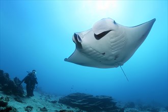 Diver observes reef manta ray