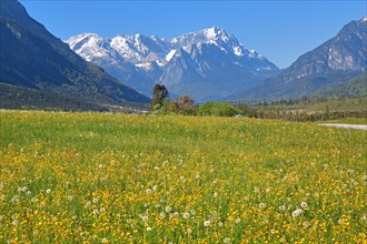 Spring meadow against the Zugspitze massif in the Wetterstein Mountains