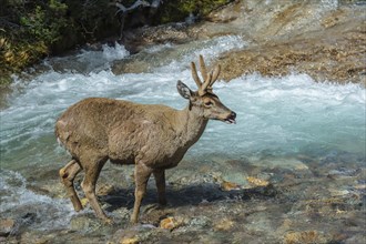 Male South Andean Deer