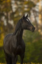 Portrait of a brown Trakehner mare on the pasture