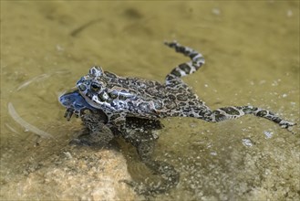European green toads