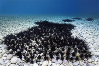 Colony of common diadem sea urchin