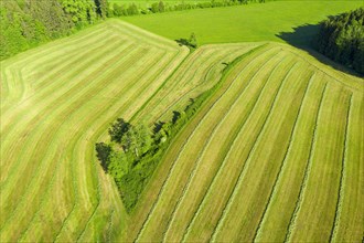 Mowed meadows near Eurasburg