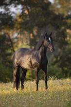 Portrait of a brown Trakehner mare on the pasture