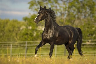 Warmblood black gelding at the trot on pasture