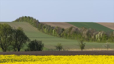 Cultural landscape with flowering Rapefield