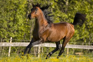 Brown thoroughbred Arabian stallion on the pasture in spring