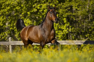 Brown thoroughbred Arabian stallion on the pasture in spring