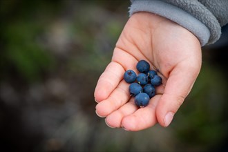 Child's hand holding ripe blueberries