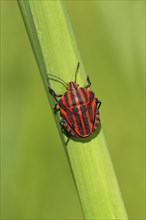 Italian striped-bug
