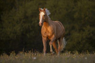 Quarter Horse mare Palomino at a gallop in the pasture