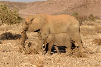 African desert elephants