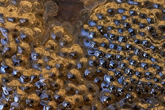 Water frog spawn