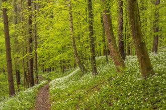 Hiking trail through Common beeches forest