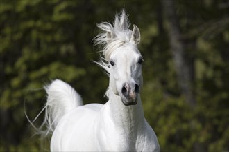 Thoroughbred Arabian grey stallion portrait