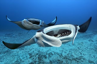 Two Reef manta rays