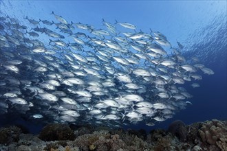 Swarm of fish Bigeye trevallies