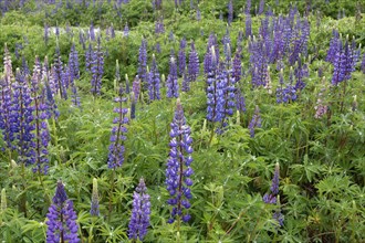 Violet flowering Lupins