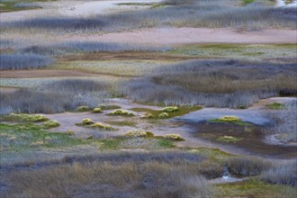 Laguna with marsh grass