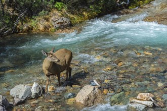 Female South Andean Deer