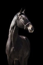 Portrait of a brown Trakehner mare with halter in front of a black background