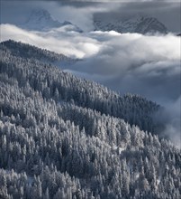 Snow-covered forest and mountains between clouds