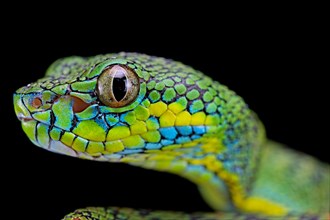 Palawan pit viper