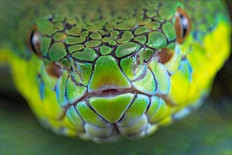 Palawan pit viper