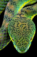 Palawan pit viper