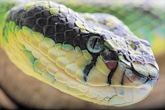 Sri Lankan green pitviper