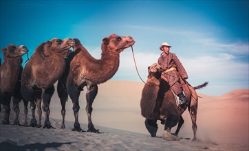 Nomad tending his camels in the Gobi Desert
