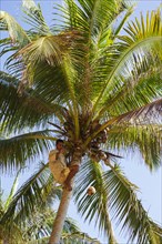 Man harvests coconuts from Coconut palm