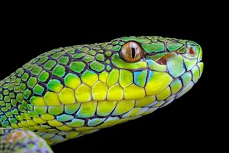 Palawan pit viper