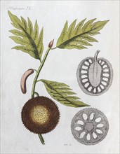 Breadfruit or jackfruit