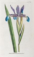 Bastard iris or salt marsh iris