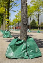 Water sacks irrigate trees in the urban area during drought