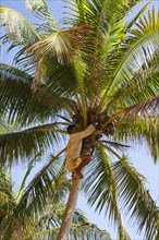 Man harvests coconuts from Coconut palm